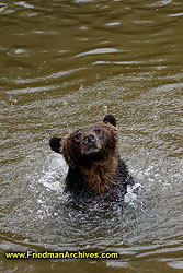 Bear in water in rain DSC07685 LR3